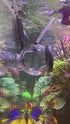 4-6-8" TankMatez Hydraulic Silent Release Bubble Fish Trap